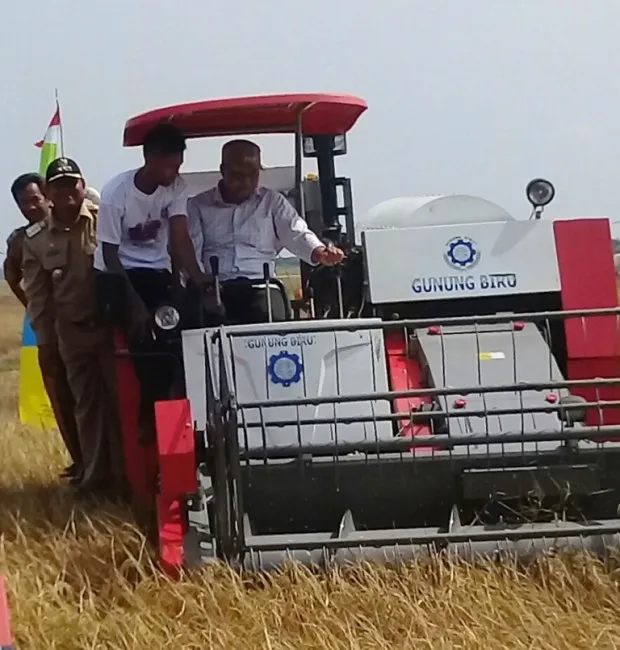 Bupati Ikut Panen Raya Padi Simpang Datuk